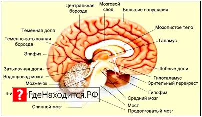 Фото Шишковидной Железы Человека